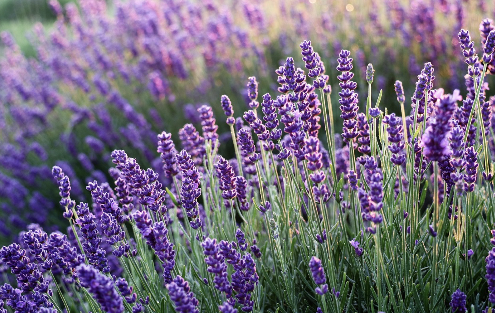 Lavender harvest at JW Farms in Tennessee