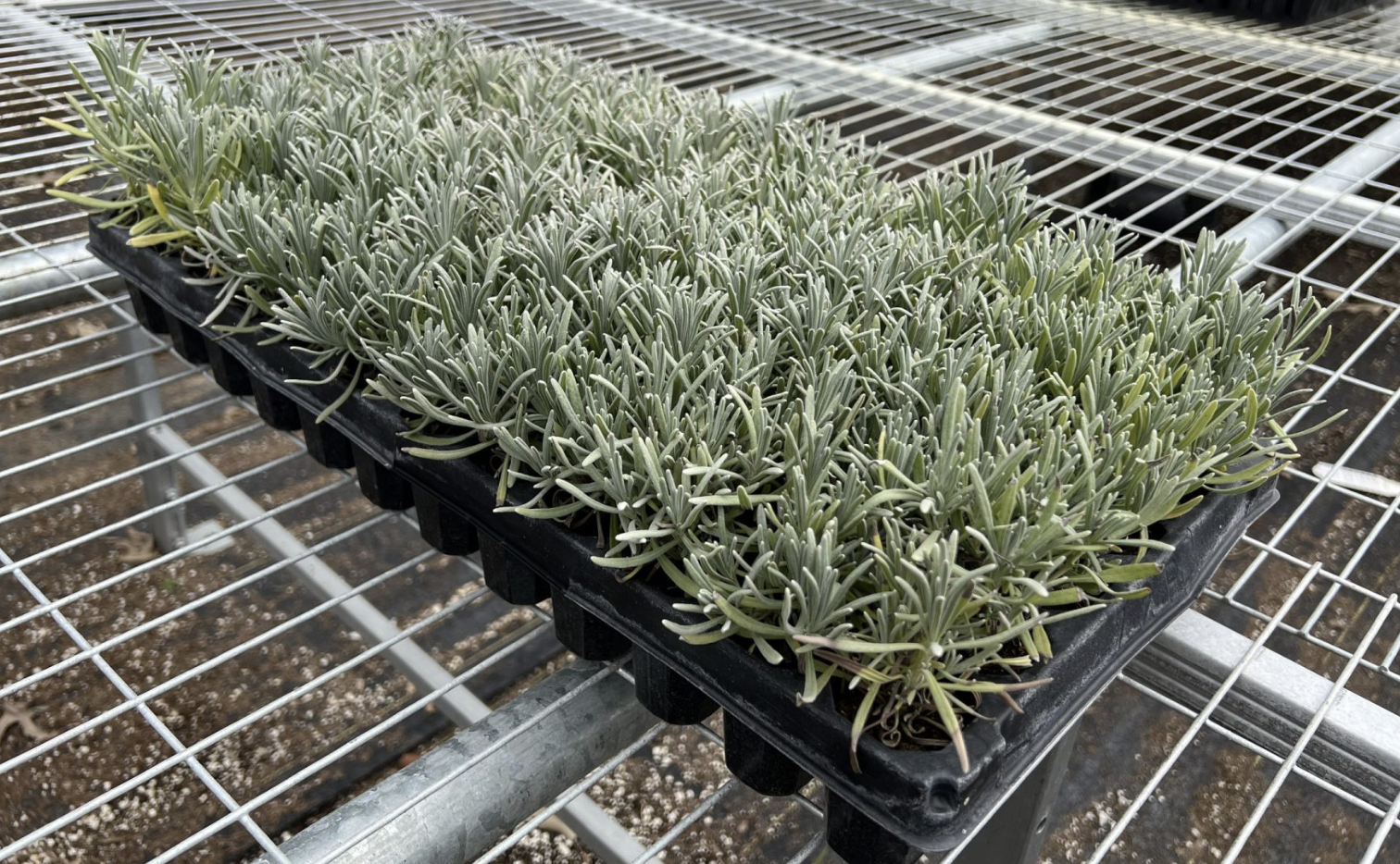 Lavender plug trays grown at JW Farms in Tennessee