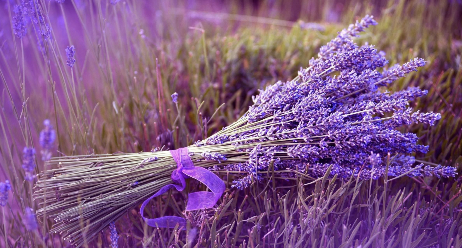 Fresh lavender stalks harvested at JW Farms