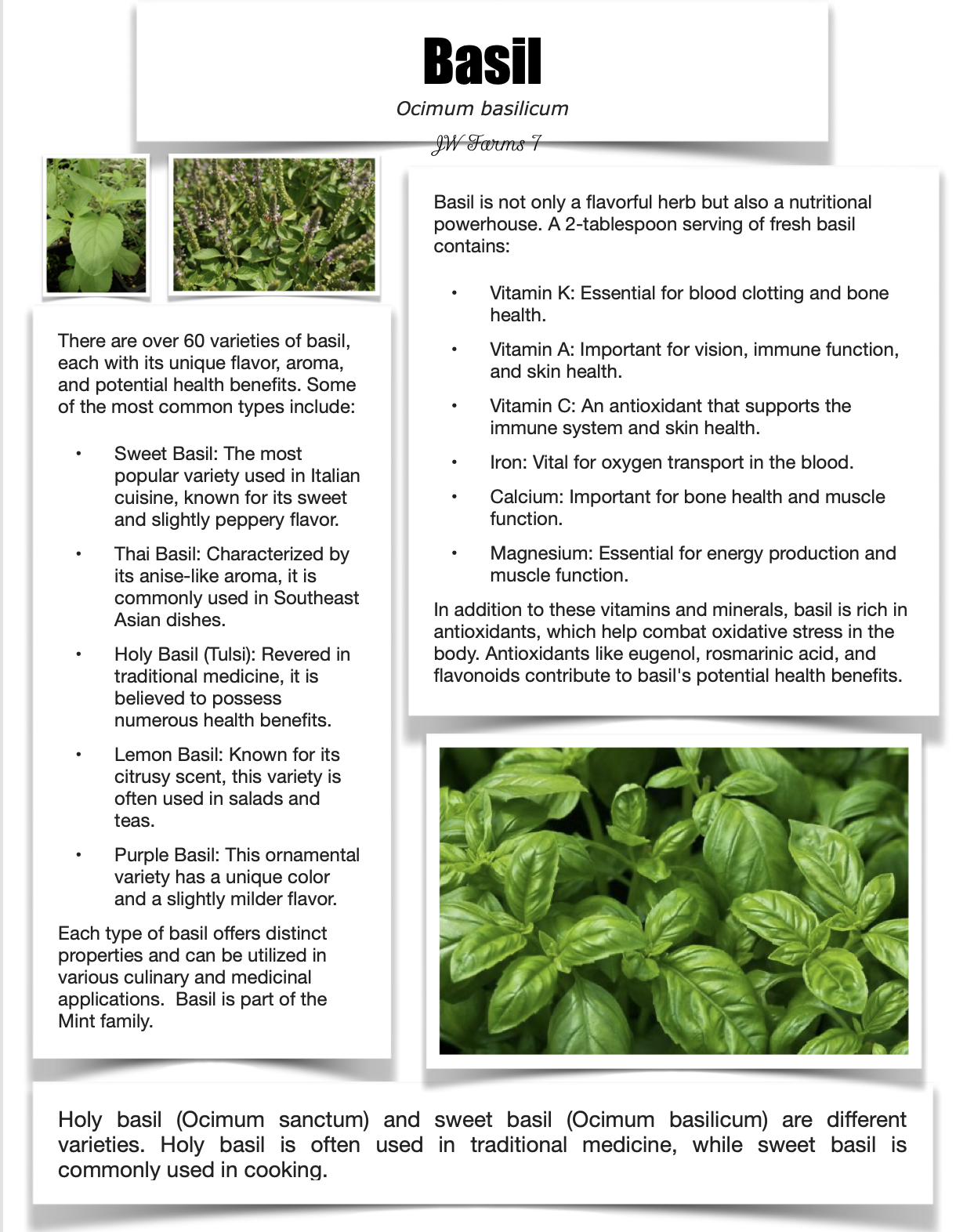 Basil preview Basil herbal reference preview