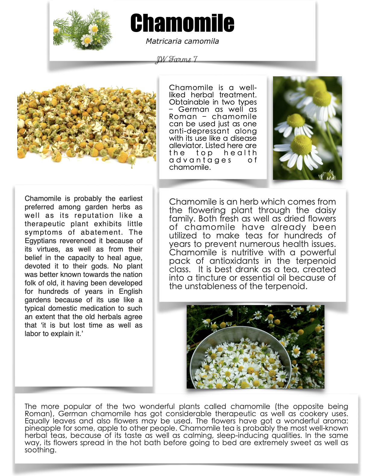 Chamomile preview Chamomile herbal reference preview