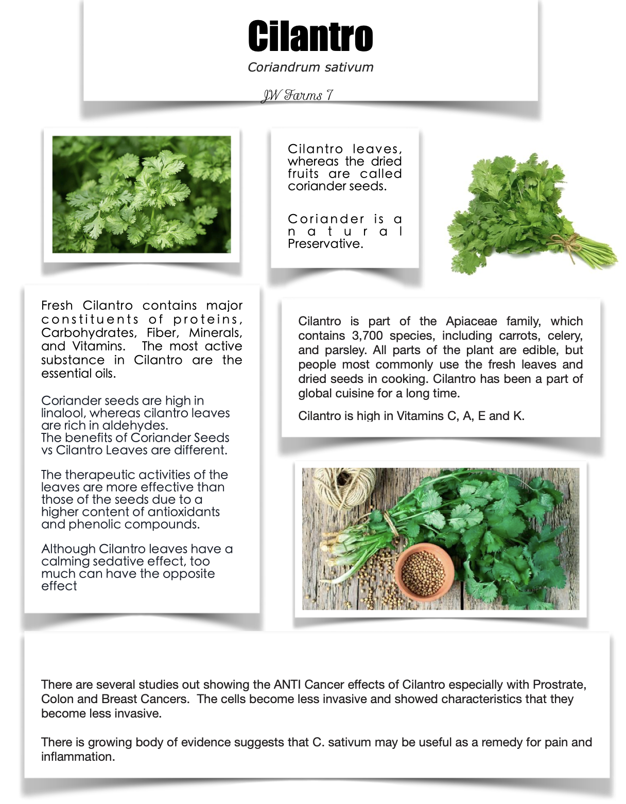 Cilantro preview Cilantro herbal reference preview