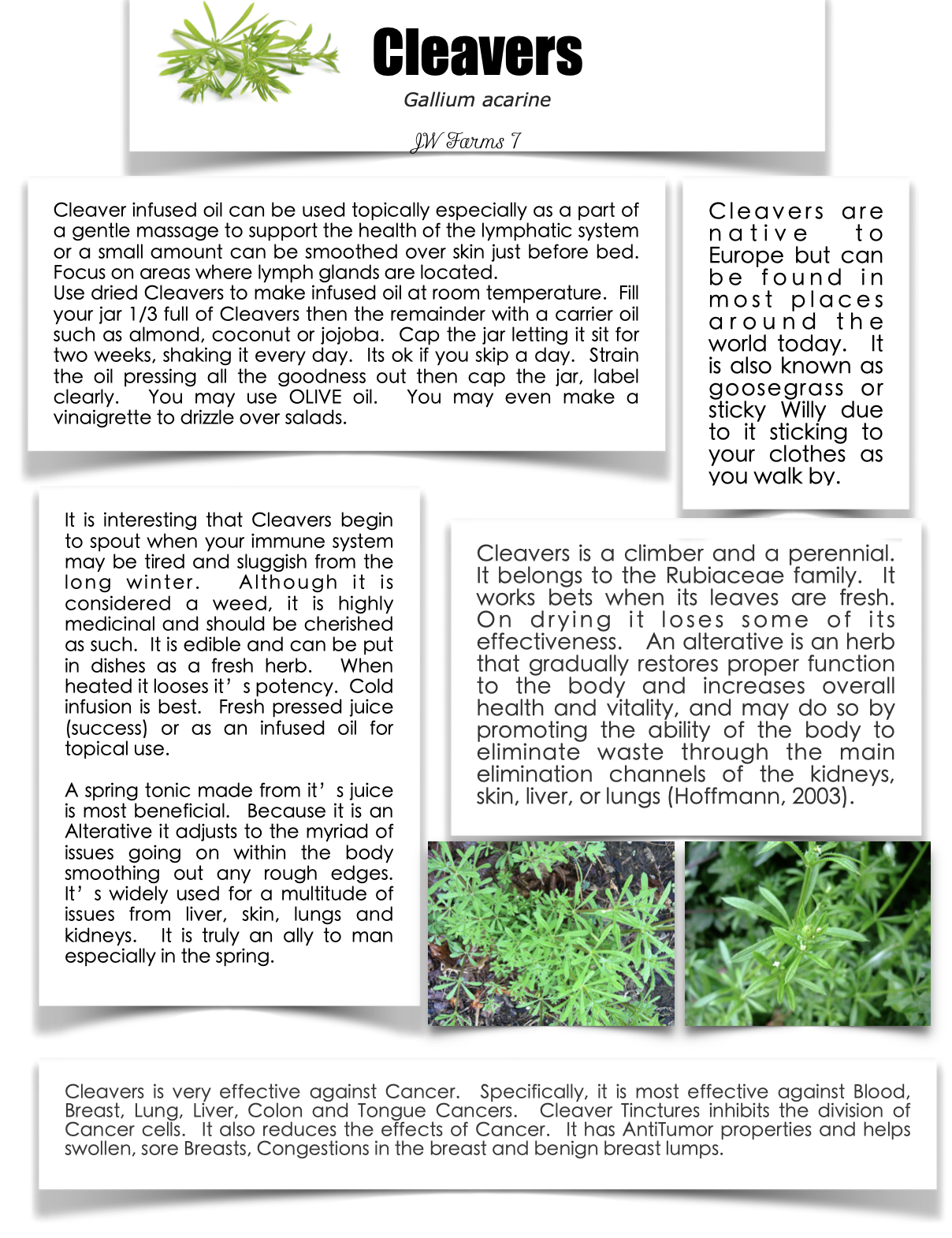 Cleavers preview Cleavers herbal reference preview