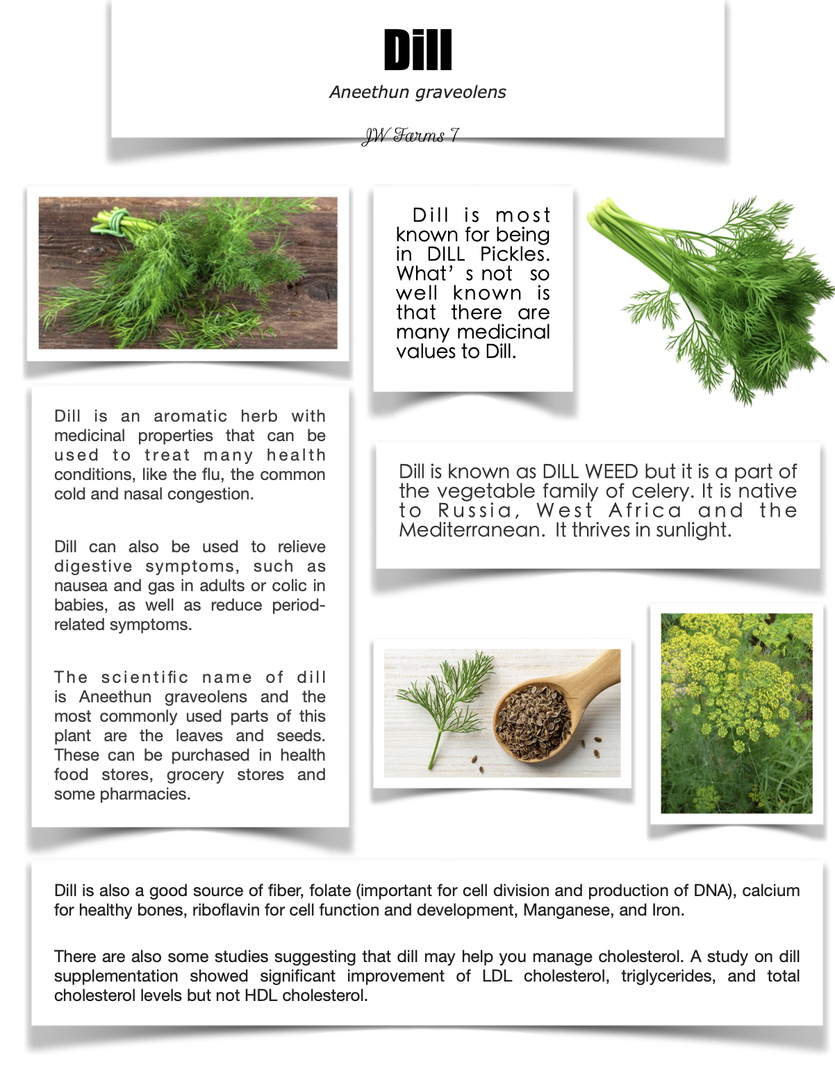 Dill preview Dill herbal reference preview