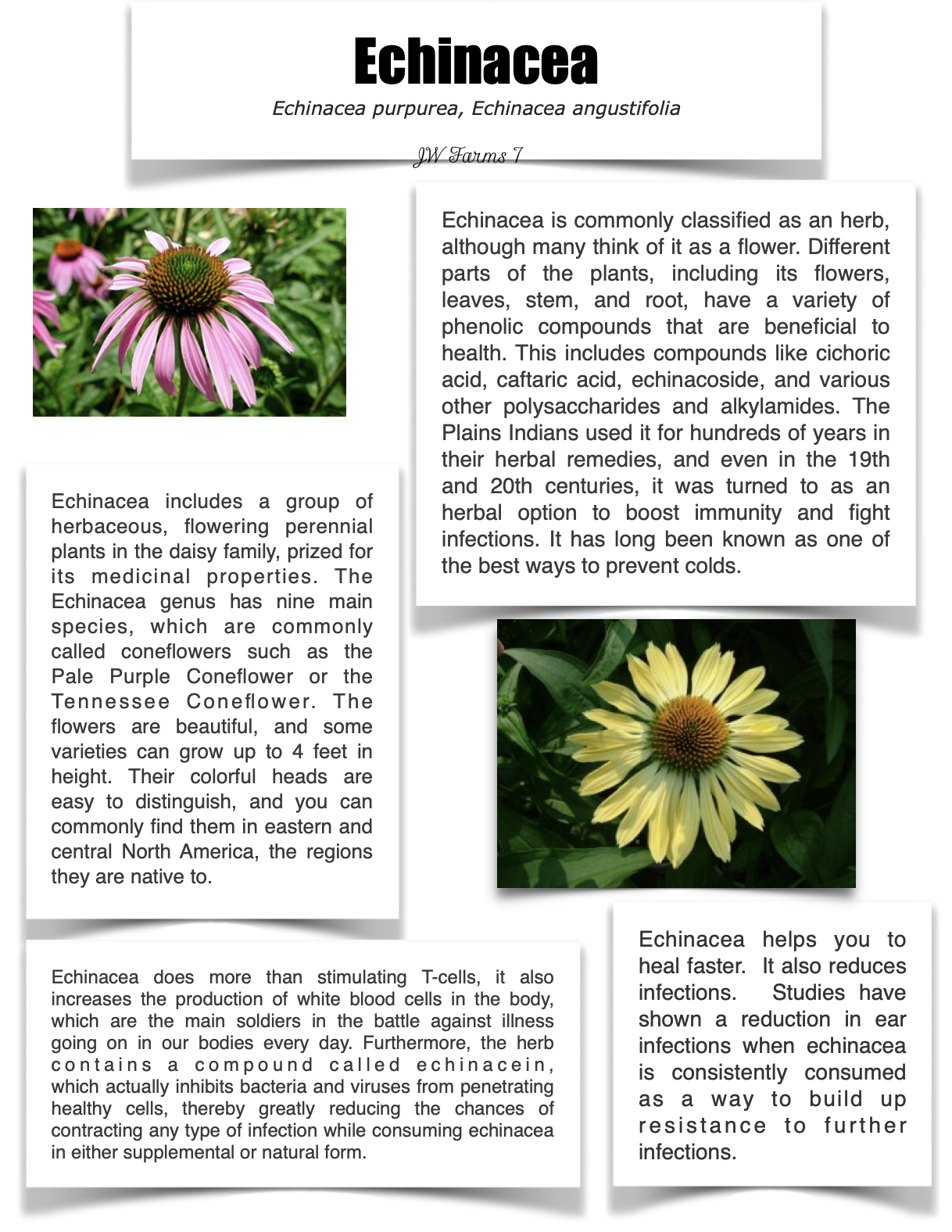 Echinacea preview Echinacea herbal reference preview