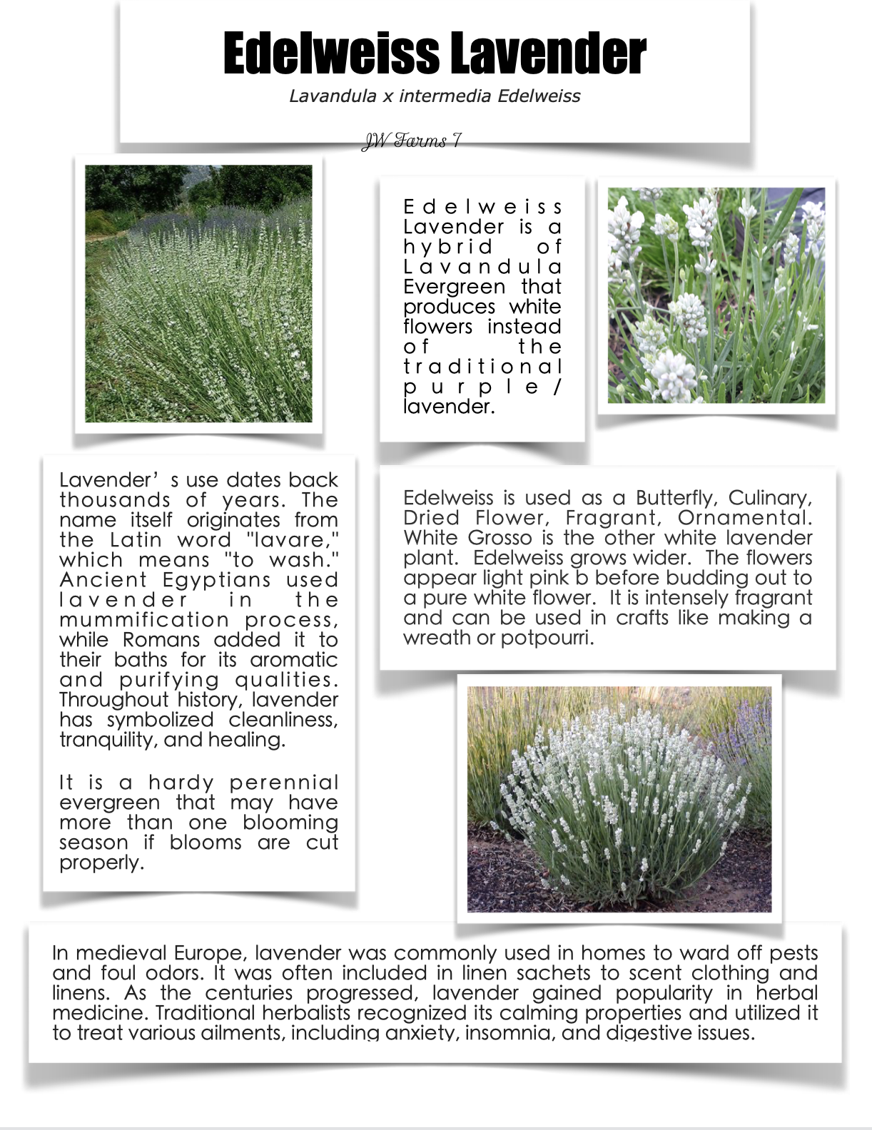 Edelweiss Lavender preview Edelweiss Lavender herbal reference preview