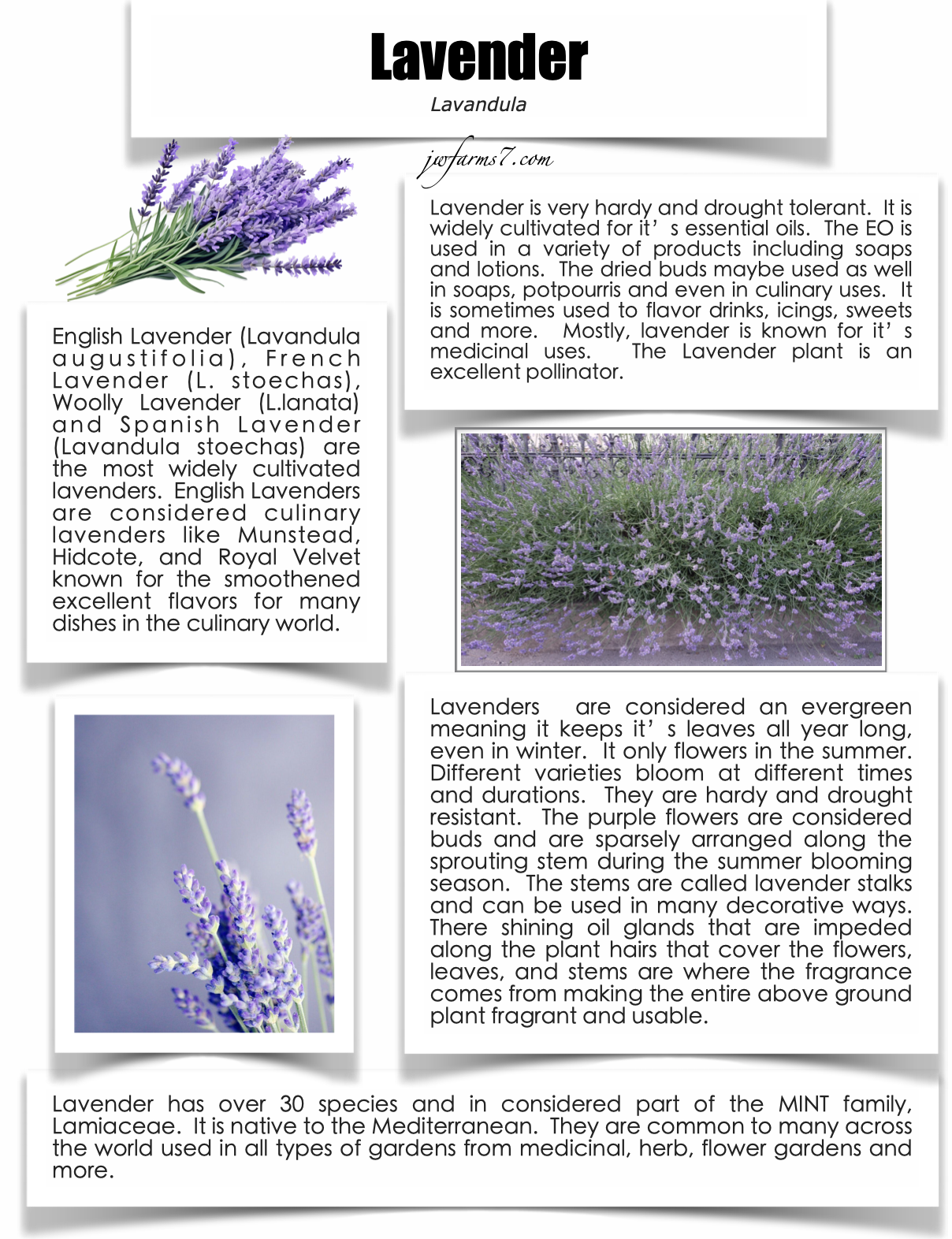 Lavender preview Lavender herbal reference preview