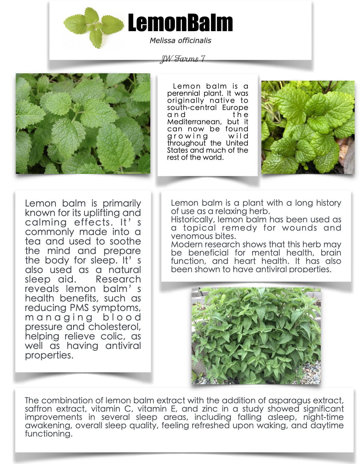 Lemon Balm preview Lemon Balm herbal reference preview
