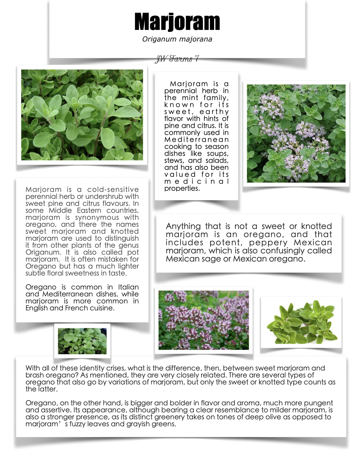 Marjoram preview Marjoram herbal reference preview
