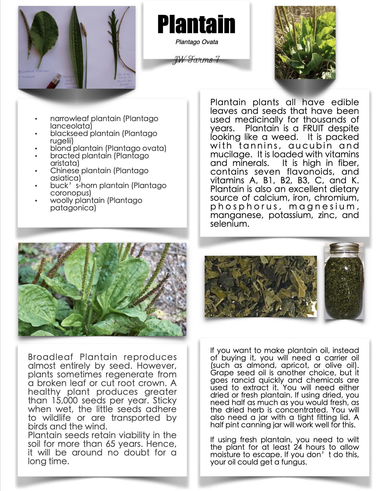 Plantain Weed preview Plantain Weed herbal reference preview