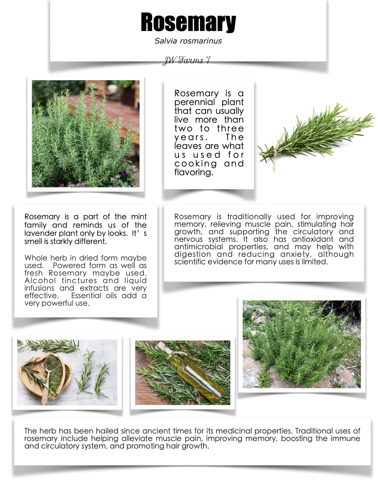 Rosemary preview Rosemary herbal reference preview