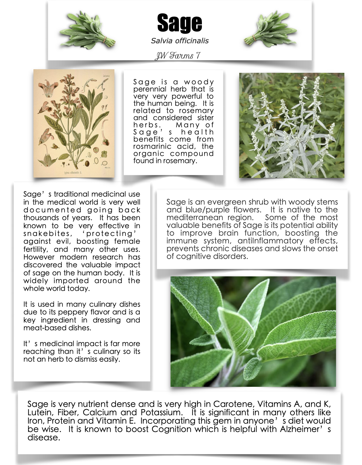 Sage preview Sage herbal reference preview