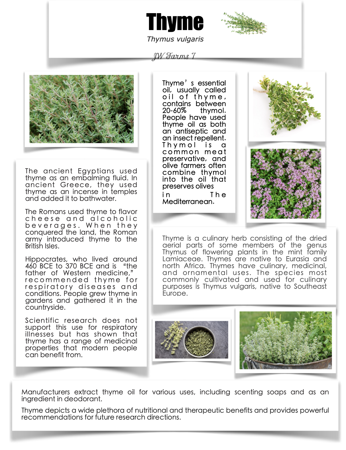 Thyme preview Thyme herbal reference preview