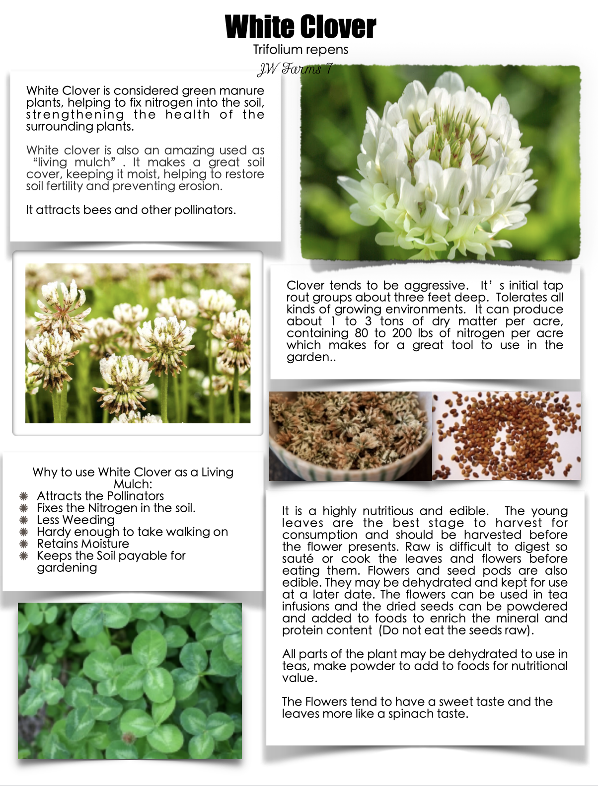 White Clover preview White Clover herbal reference preview
